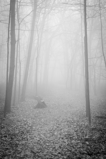 Vertikale Aufnahme einer mysteriösen unheimlichen Landschaft eines Waldes, der in Nebel-Horror-Konzept eingehüllt ist