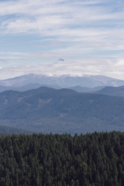 Vertikale Aufnahme einer nebligen Gebirgslandschaft voller Bäume der gleichen Höhe