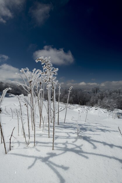 Vertikale Aufnahme einer Pflanze, die im Winter mit Schnee bedeckt ist