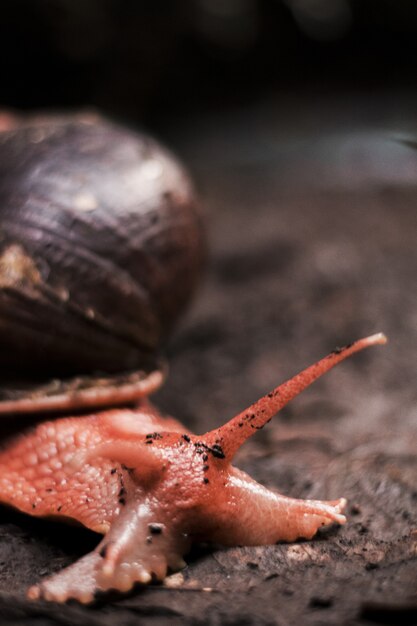 Vertikale Aufnahme einer Schnecke, die nach Regen auf einem schlammigen Boden kriecht