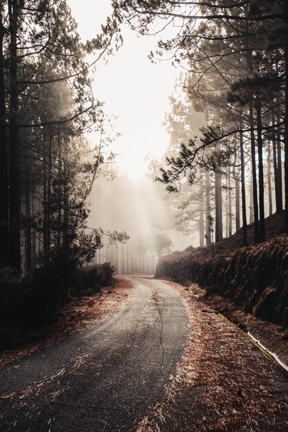 Vertikale Aufnahme einer schönen alten Straße, umgeben von Felsen und hohen Bäumen - perfekt für Tapeten