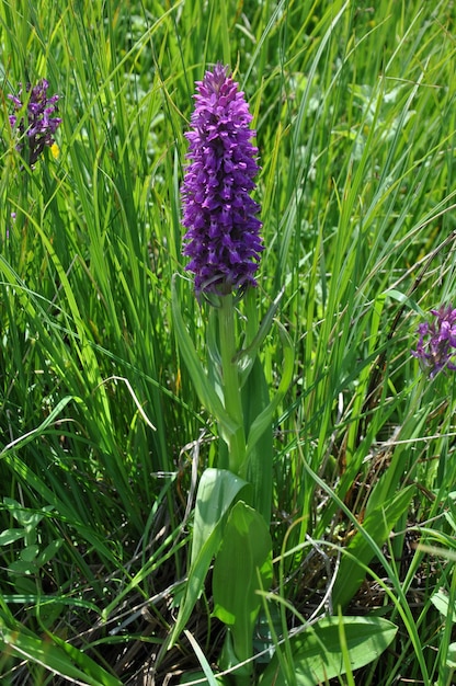 Vertikale Aufnahme einer schönen baltischen Fingernagelorchidee in Armenien