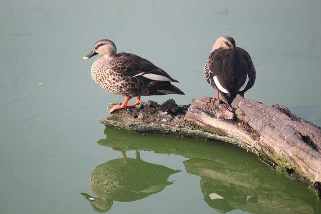 Vertikale Aufnahme einer Stockente, die auf der Wasseroberfläche in einem Teich schwimmt