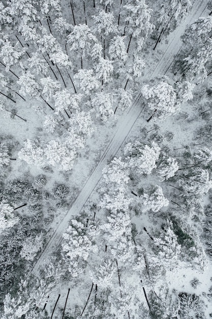 Vertikale Aufnahme einer Straße, umgeben von wunderschönen schneebedeckten Wäldern