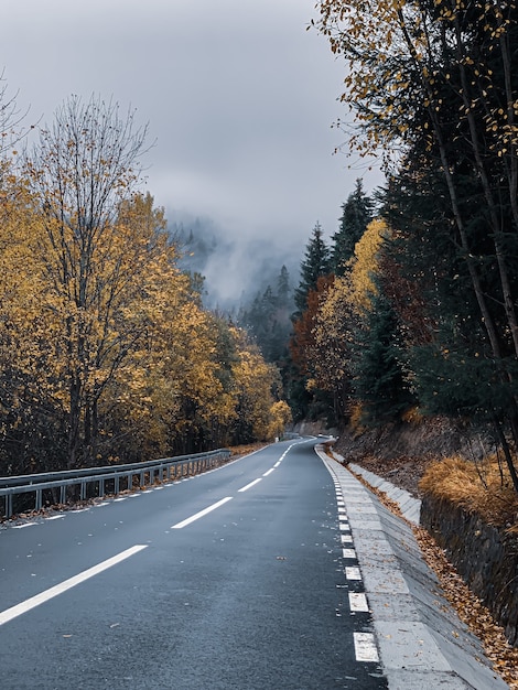 Vertikale Aufnahme einer Straße und bunter Bäume in einem herbstlichen Wald