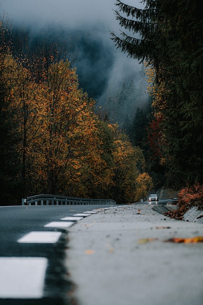 Vertikale Aufnahme einer Straße und bunter Bäume in einem herbstlichen Wald