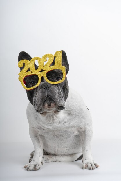 Vertikale Aufnahme einer süßen Bulldogge mit einer 2021er Brille