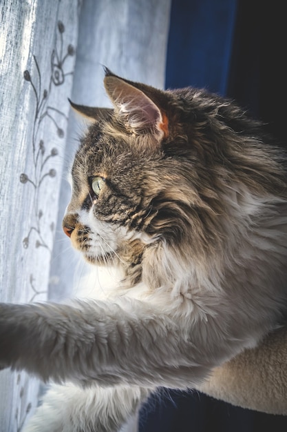 Vertikale Aufnahme einer süßen, flauschigen Maine Coon-Katze am Fenster