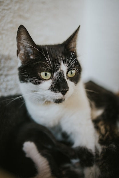 Vertikale Aufnahme einer süßen schwarz-weißen grünäugigen Katze
