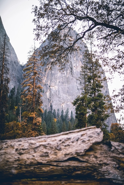 Vertikale Aufnahme einer Szene in der Natur mit Bäumen und Felsen im Hintergrund