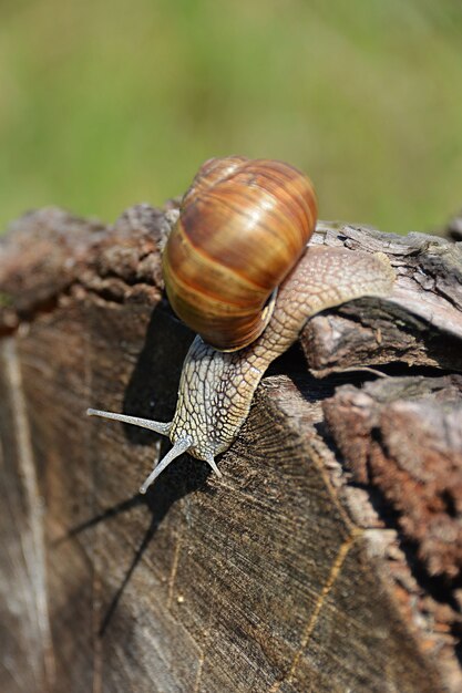 Vertikale Aufnahme einer Traubenschnecke entlang des Baumstamms