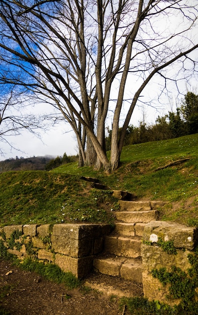 Kostenloses Foto vertikale aufnahme einer treppe den hügel hinauf in der nähe eines blattlosen baumes