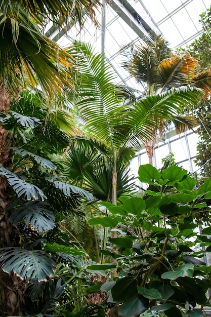 Vertikale Aufnahme einer Vielzahl von Bäumen und Pflanzen, die innerhalb des Gewächshauses wachsen