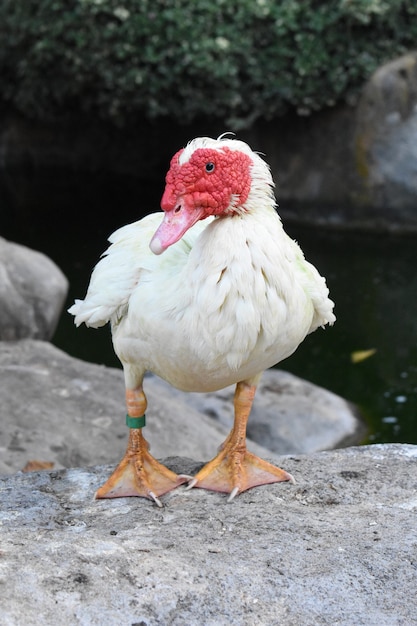 Vertikale Aufnahme einer weißen Ente mit rotem Schnabel, die auf einem Felsen steht