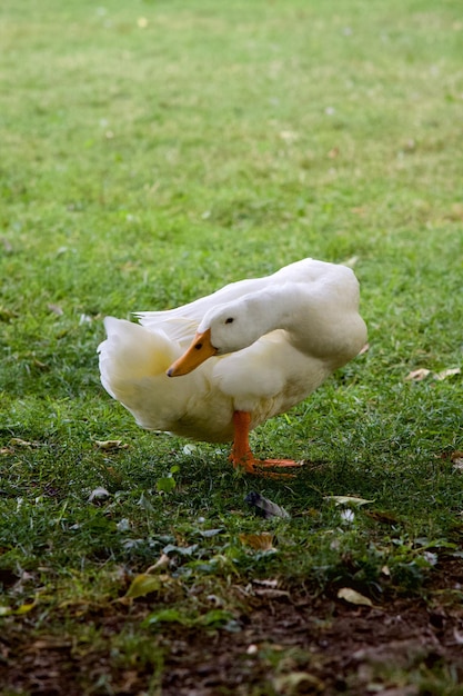 Vertikale Aufnahme eines amerikanischen Pekin auf einem Feld unter Sonnenlicht mit verschwommenem Hintergrund