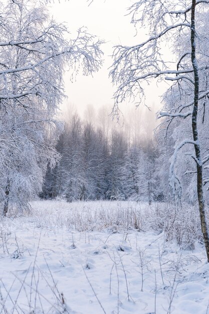 Vertikale Aufnahme eines atemberaubenden Waldes, der vollständig mit Schnee bedeckt ist