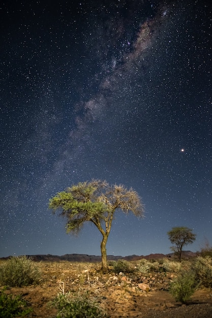 Vertikale Aufnahme eines Baumes mit der atemberaubenden Milchstraßengalaxie im Hintergrund