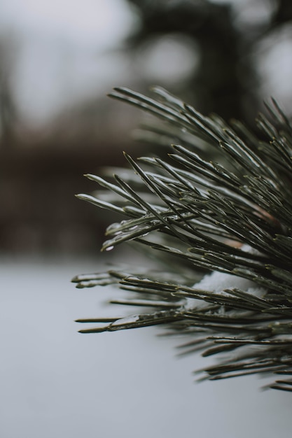 Vertikale Aufnahme eines Baumes mit Schnee mit Unschärfe