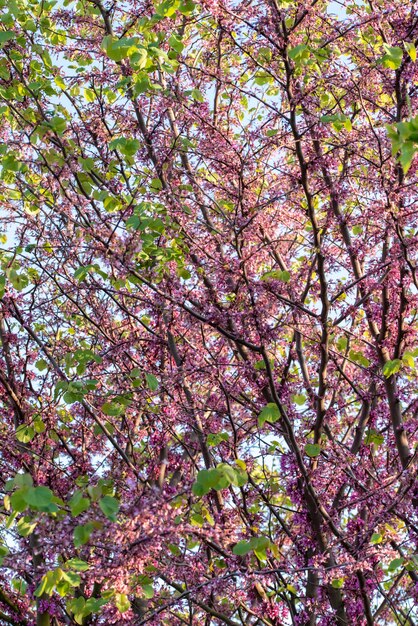 Vertikale Aufnahme eines Baumes mit schönen Kirschblüten