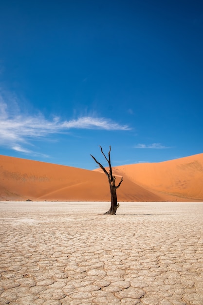Vertikale Aufnahme eines blattlosen Baumes in einer Wüste mit Sanddünen in der