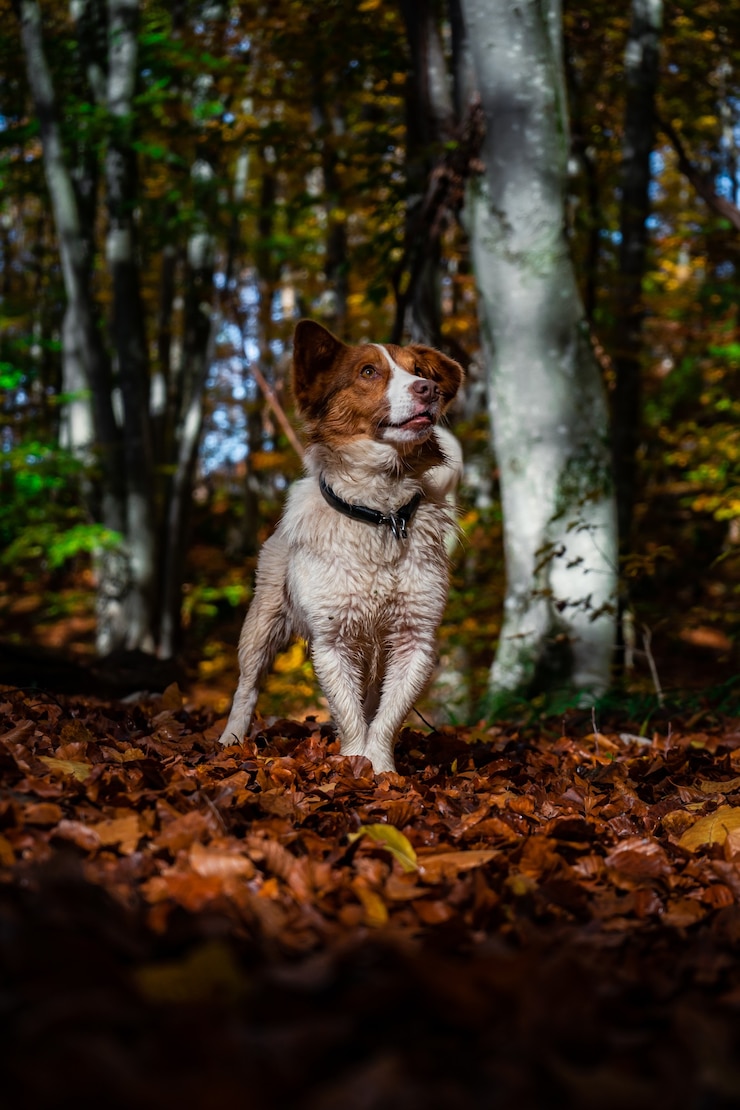 Kostenlose Foto vertikale aufnahme eines border collie-hundes in einem herbstlichen wald