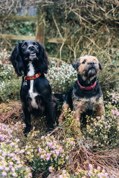 Vertikale Aufnahme eines Border Terrier und eines Spaniels, die auf trockenem Gras sitzen