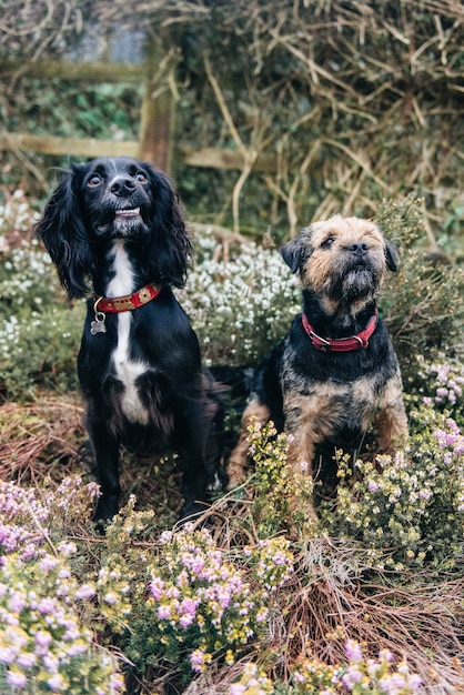 Vertikale Aufnahme eines Border Terrier und eines Spaniels, die auf trockenem Gras sitzen