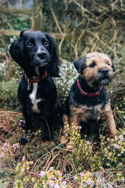 Vertikale Aufnahme eines Border Terrier und eines Spaniels, die auf trockenem Gras sitzen