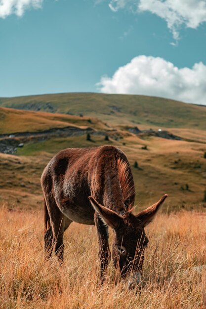 Vertikale Aufnahme eines braunen Esels, der an einem sonnigen Tag auf einem grasbewachsenen Hügel weidet