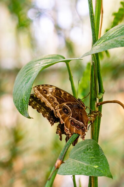 Vertikale Aufnahme eines braunen Schmetterlings, der auf einer Pflanze im Garten sitzt