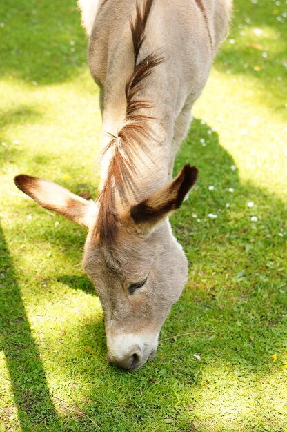 Vertikale Aufnahme eines Burro, der in einem Garten weidet