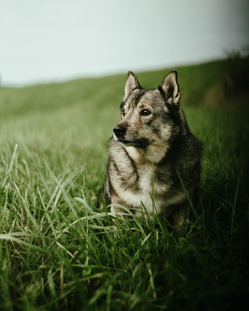 Vertikale Aufnahme eines deutschen Schäferhundes auf einem Feld