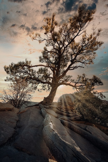 Vertikale Aufnahme eines exotischen Baumes auf der Spitze des Felsens unter dem bewölkten Sonnenuntergangshimmel
