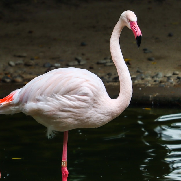 Vertikale Aufnahme eines Flamingos, der auf einem See steht