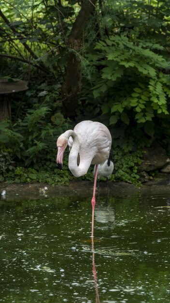 Vertikale Aufnahme eines Flamingos, der im grünen See steht