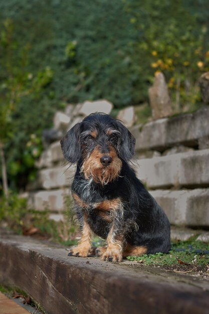 Vertikale Aufnahme eines flauschigen, schmutzigen, süßen Hundes in der Natur, vor einem Hügel und einer Treppe