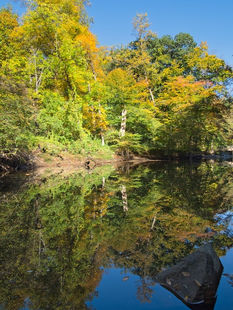 Vertikale Aufnahme eines Flusses, der durch Bäume in einem Wald fließt