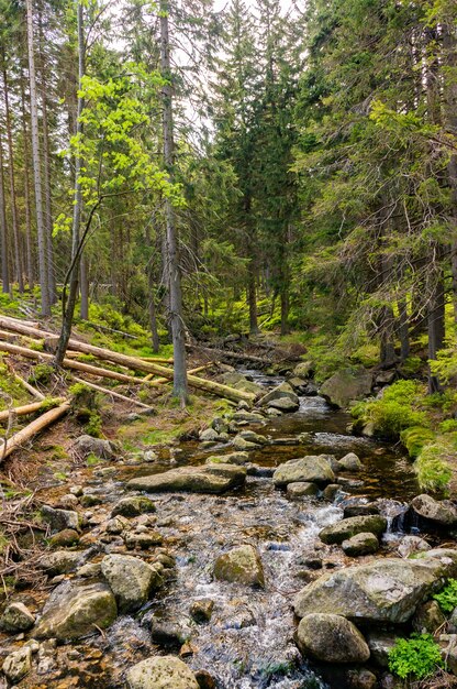 Vertikale Aufnahme eines Flusses voller Steine im Wald mit hohen Bäumen