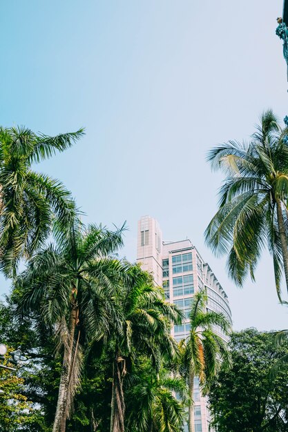 Vertikale Aufnahme eines Gebäudes hinter schönen hohen Palmen unter dem blauen Himmel