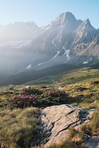 Vertikale Aufnahme eines grasbewachsenen Hügels mit lila Blumen und einem Berg