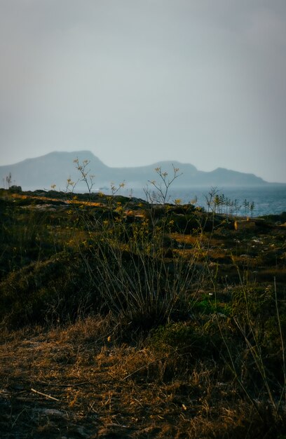 Vertikale Aufnahme eines Grasfeldes mit Blumen und Bergen im Hintergrund