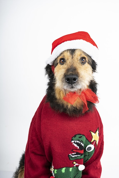 Kostenloses Foto vertikale aufnahme eines hundes, der weihnachtsmotivkleidung trägt