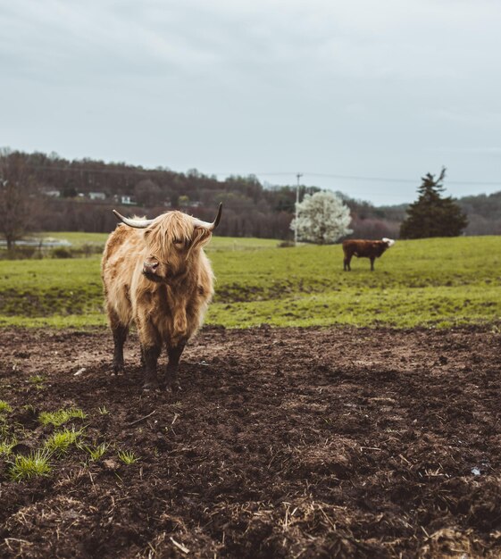 Vertikale Aufnahme eines Ingwerbullen auf einem grünen Feld im Freien