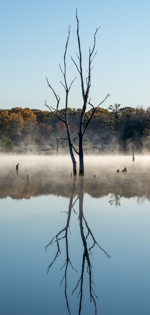 Vertikale Aufnahme eines kahlen Baumes, der sich in einem See mit nebligen Hintergrund spiegelt