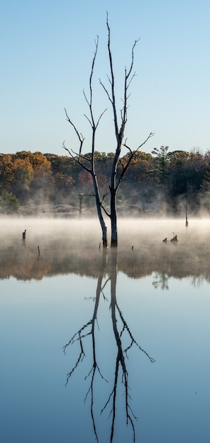 Vertikale Aufnahme eines kahlen Baumes, der sich in einem See mit nebligen Hintergrund spiegelt