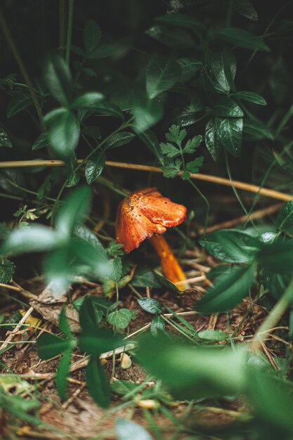 Vertikale Aufnahme eines kleinen orangefarbenen Pilzes, umgeben von Gras und Pflanzen in einem Wald