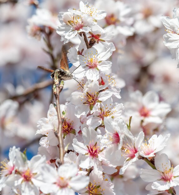 Vertikale Aufnahme eines Kolibris, der in der Nähe der Sakura-Blüten fliegt