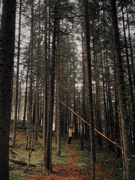 Vertikale Aufnahme eines Mannes, der durch einen Wald mit hohen Bäumen geht