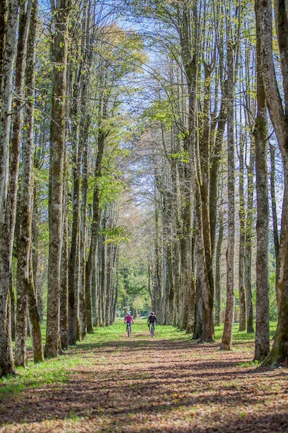 Vertikale Aufnahme eines Mannes und einer Frau, die ein Fahrrad im Park mit hohen Bäumen reiten