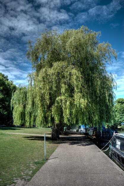 Vertikale Aufnahme eines Maulbeerbaums im Park in Windsor, UK